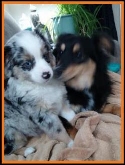 blue eyed blue merle mini aussie
ghost eye thatcher