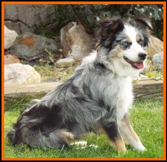 blue eyed blue merle mini aussie- Cedar Crest Ghost Eye Jessie- packetranch.com