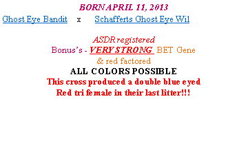 Text Box: BORN APRIL 11, 2013
Ghost Eye Bandit x Peace Creek Ghost Eye Jack
Schafferts Ghost Eye Wil
Whelped- April 10,2013
ASDR registered
2 red merle, 2 blue merle & 1 red tri
Bonus’s - VERY STONG BET Gene
Ready for their new families June 6, 2013
NOW accepting Deposits on this litter