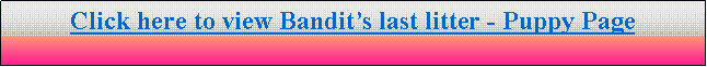 Text Box: Click here to go to Bandit’s Available Puppy Page