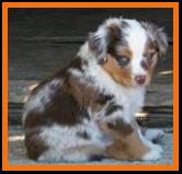 pup #8 @ 5 1/2 weeks old