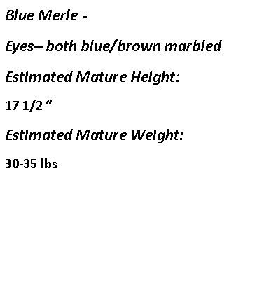 Text Box: Blue Merle -  Eyes– both blue/brown marbledEstimated Mature Height:17 1/2 “Estimated Mature Weight:30-35 lbs
