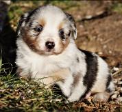 pup #3 @ 5 1/2 weeks