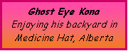 Text Box: Ghost Eye KonaEnjoying his backyard in Medicine Hat, Alberta