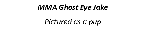 Text Box: MMA Ghost Eye Jake Pictured as a pup
