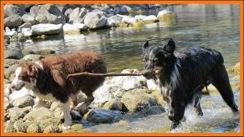 black tri female miniature australian shepherd
Bred by Ghost Eye Mini Aussies