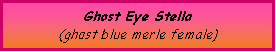 Text Box: Ghost Eye Stella(ghost blue merle female)