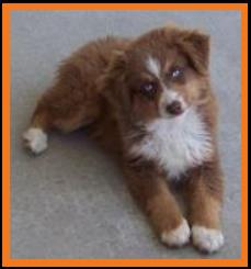double blue eyed red tri Miniature Australian Shepherd
Ghost Eye Mini Aussies