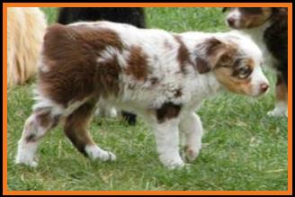 red merle miniature australian shepherd female pup-blue eyes
Ghost Eye Mini Aussies