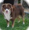 Kalypso's Dalton
1 blue eye red tri