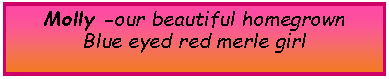 Text Box: Molly -our beautiful homegrown Blue eyed red merle girl 