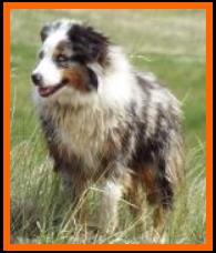 Gin-blue merle mini aussie-1 yr