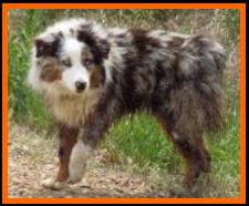 Gin-blue merle mini aussie-1 yr