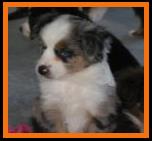 blue eyed blue merle miniature australian shepherd
Cedar Crest Ghost Eye Jessie
