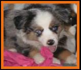 blue eyed blue merle miniature australian shepherd
Cedar Crest Ghost Eye Jessie