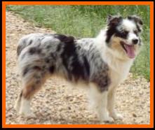 Skye-blue merle mini aussie-15 months