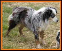 blue eyed blue merle mini aussie
Cedar Crest Ghost Eye Jessie