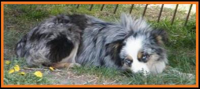 blue eyed blue merle mini aussie
Cedar Crest Ghost Eye Jessie
