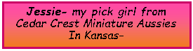 Text Box: Jessie- my pick girl from Cedar Crest Miniature Aussies In Kansas- 