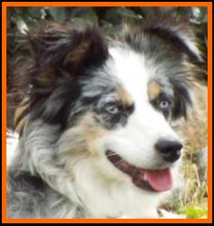 blue eyed blue merle mini aussie- Cedar Crest Ghost Eye Jessie- packetranch.com