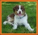 blue eyed red merle mini aussie
ghost eye woola