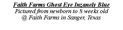 Text Box: Faith Farms Ghost Eye Inzanely BluePictured from newborn to 8 weeks old@ Faith Farms in Sanger, Texas