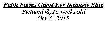 Text Box: Faith Farms Ghost Eye Inzanely BluePictured @ 16 weeks oldOct. 6, 2015
