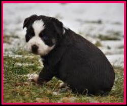 blue eyed blue merle miniature australian shepherd- bet lines
Cedar Crest Ghost Eye Jessie- Ghost Eye Mini Aussies- Sask., Canada