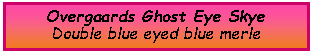 Text Box: Overgaards Ghost Eye SkyeDouble blue eyed blue merle