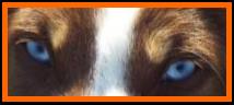 bet red tri mini aussie-Faith Farms Ghost Eye's Inzanely Blue-16 weeks old- packetranch.com