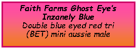Text Box: Faith Farms Ghost Eye�s Inzanely Blue Double blue eyed red tri (BET) mini aussie male