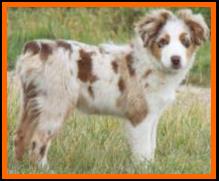 blue eyed red merle mini aussie- Flocks Ghost Eye's Mustang Ruby- 16 weeks- packetranch.com