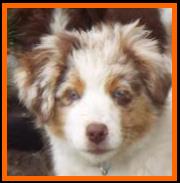 blue eyed red merle miniature australian shepherd female- Flocks Ghost Eye's Mustang Ruby-bet lines- Sask., Canada