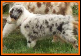 blue eyed blue merle toy australian shepherd- Flocks Ghost Eye's Liberty Blue- Ghost Eye Mini Aussies, Sask, Canada