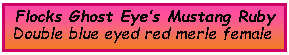 Text Box: Flocks Ghost Eye�s Mustang RubyDouble blue eyed red merle female&nbsp;
