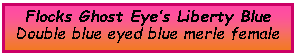 Text Box: Flocks Ghost Eye’s Liberty BlueDouble blue eyed blue merle female