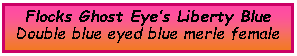 Text Box: Flocks Ghost Eye�s Liberty BlueDouble blue eyed blue merle female