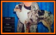 International Champion Miniature Australian Shepherd- Ferrari's Mercy Me- blue eyed blue merle mini aussie