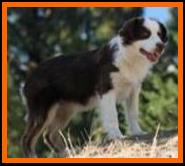 blue eyed red tri BET mini aussie- Rimfires The Missing Link- Linkon