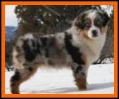 blue eyed blue merle toy australian shepherd-Rimfires Pursuit of Perfection