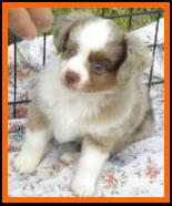 blue eyed red merle toy aussie- Adorable Aussies Ghost Eye Pistol Annie- packetranch.com- Canada