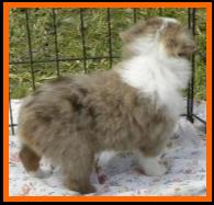 blue eyed red merle toy aussie- Adorable Aussies Ghost Eye Pistol Annie- packetranch.com- Canada
