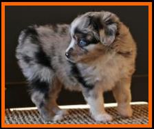 blue eyed blue merle toy aussie-toy australian shepherd- Lil Aussie Towns Ghost Eye Haley- packetranch.com