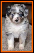 blue eyed blue merle toy aussie-toy australian shepherd- Lil Aussie Towns Ghost Eye Haley- packetranch.com