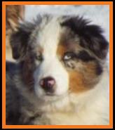 blue merle mini aussie-blue eyes-RCF Ghost Eye Blue Virginia