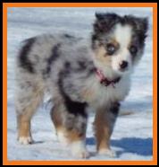 blue eyed blue merle miniature australian shepherd- bet lines
Ghost Eye Spur's Got Some Bling- Ghost Eye Mini Aussies- Sask., Canada