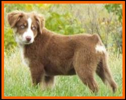 bet red tri mini aussie-Faith Farms Ghost Eye's Inzanely Blue-16 weeks old- packetranch.com