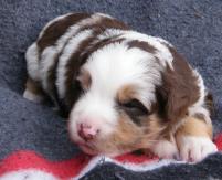 Cedar crest ghost eye jessie's bloodlines