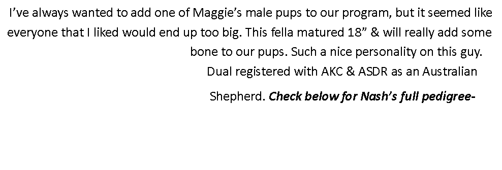Text Box: I’ve always wanted to add one of Maggie’s male pups to our program, but it seemed like everyone that I liked would end up too big. This fella matured 18” & will really add some 							bone to our pups. Such a nice personality on this guy. 							Dual registered with AKC & ASDR as an Australian 						Shepherd. Check below for Nash’s full pedigree-