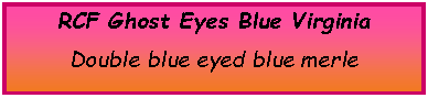 Text Box: RCF Ghost Eyes Blue VirginiaDouble blue eyed blue merle